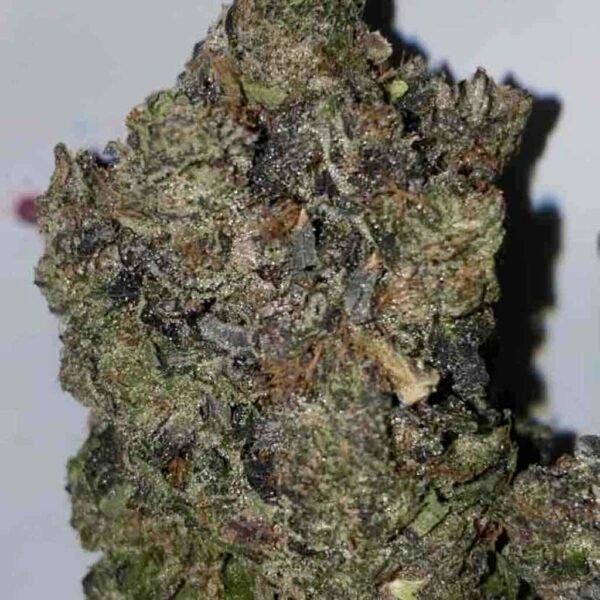 Pink Rozay Pink Rozay Indica