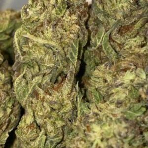 Sugar Cake Sugar Cake Indica