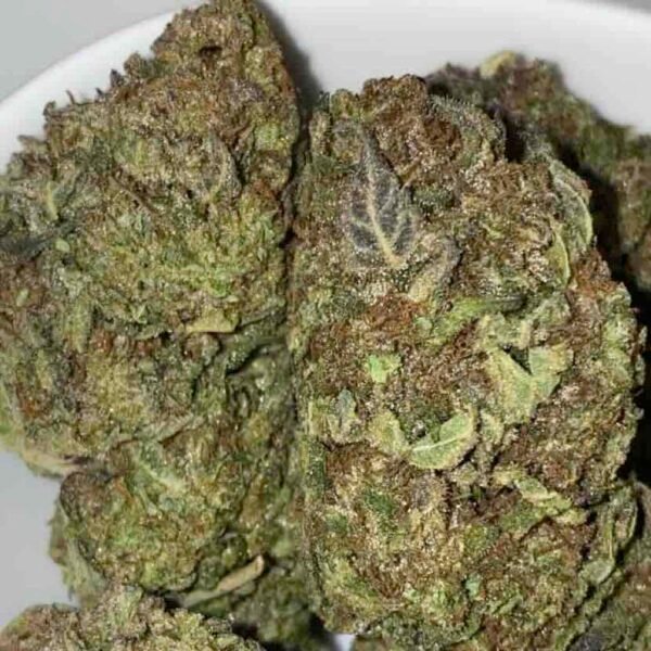 Sunset Sherbet Indica