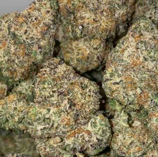 DOSI GELATO